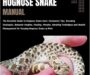 Western Hognose Snake Habitat: Natural Home Guide