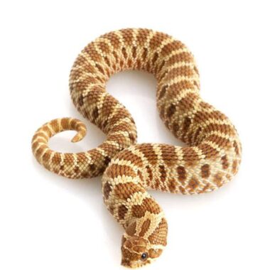 Western Hognose Snake Humidity: Optimal Levels