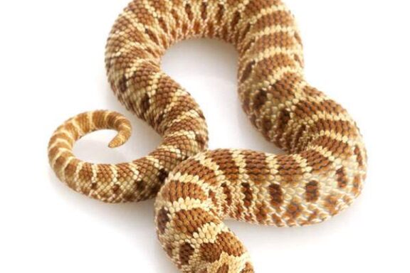 Western Hognose Snake Humidity: Optimal Levels