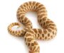 Western Hognose Snake Humidity: Optimal Levels