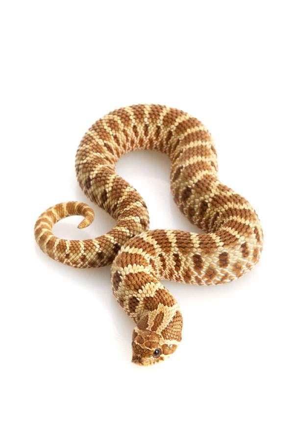 Western Hognose Snake Humidity: Optimal Levels