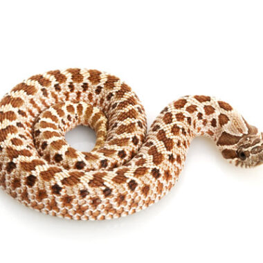 Western Hognose Snake Length: Growth Guide