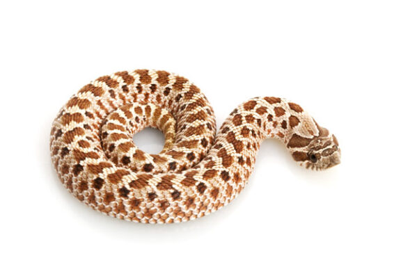 Western Hognose Snake Length: Growth Guide