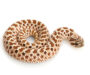 Western Hognose Snake Length: Growth Guide