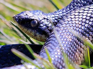 Western Hognose Snake Poisonous: Safety Facts