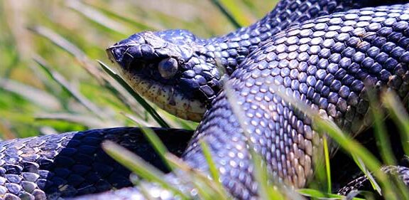 Western Hognose Snake Poisonous: Safety Facts