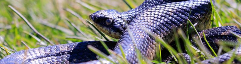 Western Hognose Snake Poisonous: Safety Facts