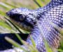 Western Hognose Snake Poisonous: Safety Facts