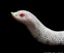 Western Hognose Snake Price: Cost Guide & Range