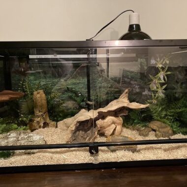 Western Hognose Snake Tank Size: Perfect Setup Guide