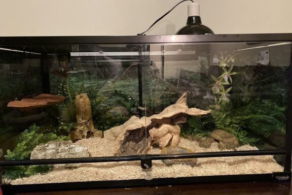 Western Hognose Snake Tank Size: Perfect Setup Guide