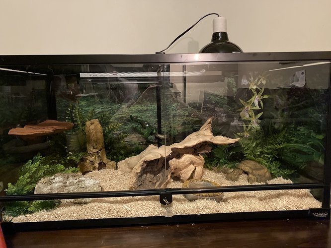 Western Hognose Snake Tank Size: Perfect Setup Guide