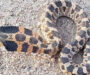 Western Hognose Snake vs Eastern: Key Differences