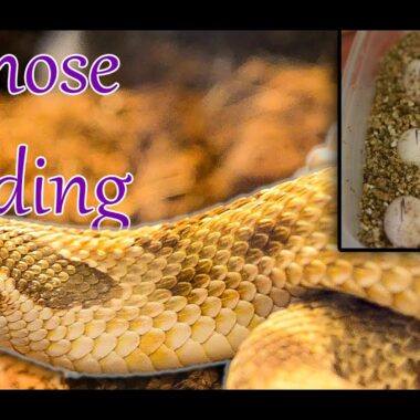 Western Hognose Snakes: Beginner Guide