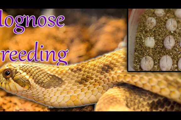 Western Hognose Snakes: Beginner Guide