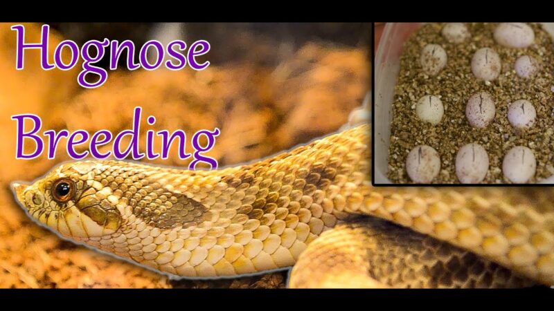 Western Hognose Snakes: Beginner Guide