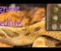 Western Hognose Snakes: Beginner Guide