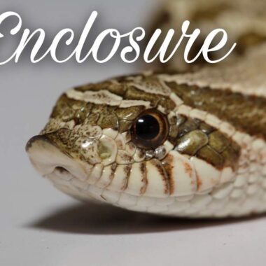 Western Hognose Snakes: Perfect Pet Guide