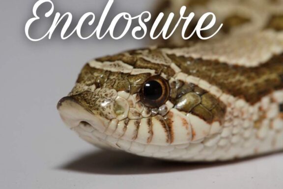 Western Hognose Snakes: Perfect Pet Guide