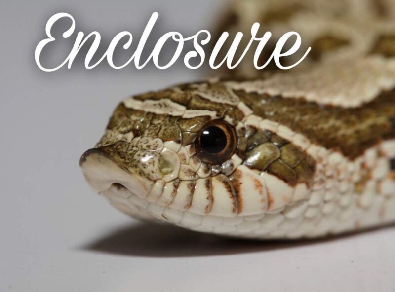 Western Hognose Snakes: Perfect Pet Guide