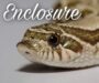 Western Hognose Snakes: Perfect Pet Guide