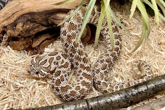 Western Hognose Snakes: Venom Facts Explained