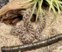 Western Hognose Snakes: Venom Facts Explained