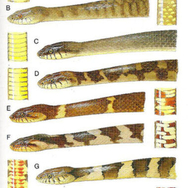 What Color are Water Snakes: Pattern Guide