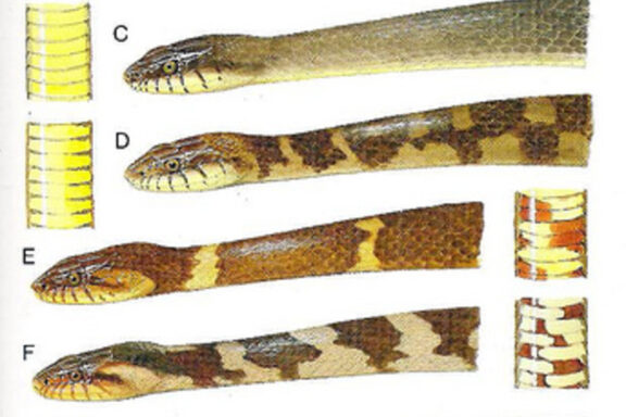 What Color are Water Snakes: Pattern Guide