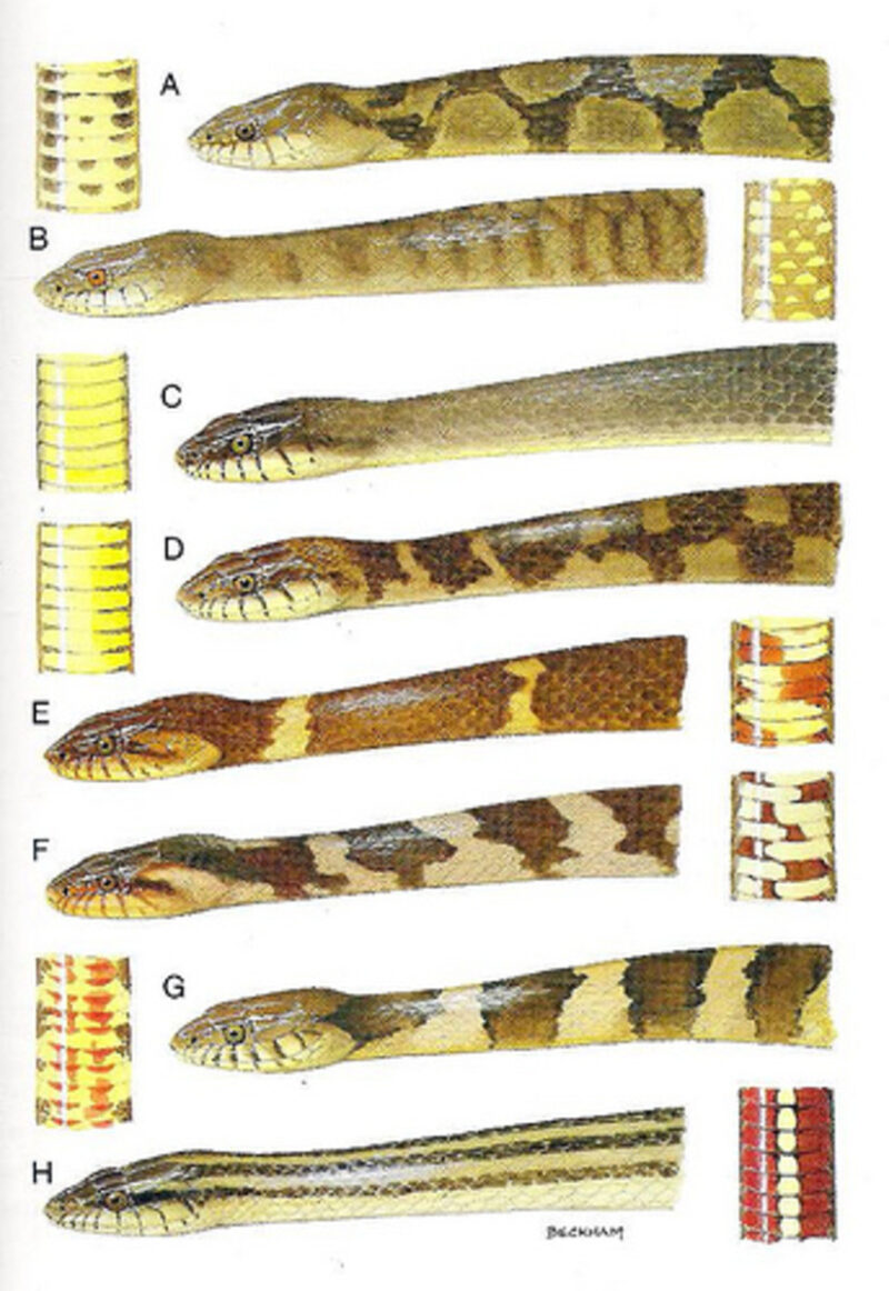 What Color are Water Snakes: Pattern Guide