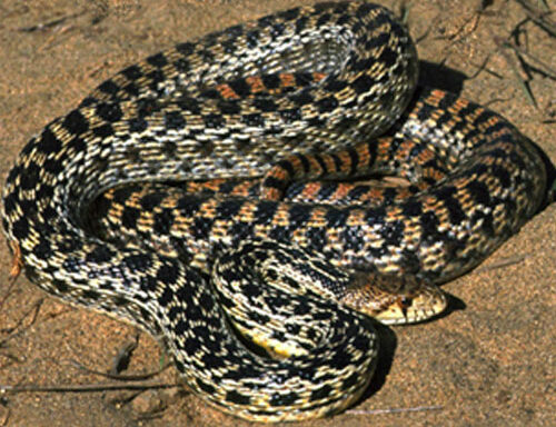 What Do Baby Gopher Snakes Eat: Care Guide