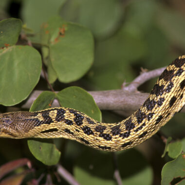 What Do Baby Gopher Snakes Eat? Feeding Guide