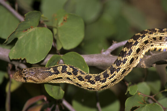 What Do Baby Gopher Snakes Eat? Feeding Guide