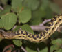 What Do Baby Gopher Snakes Eat? Feeding Guide