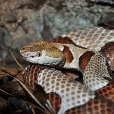 What Do Copperhead Snakes Eat: Diet Guide