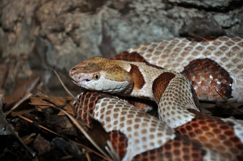 What Do Copperhead Snakes Eat: Diet Guide