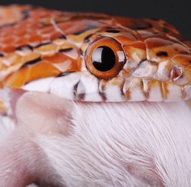 What Do Corn Snakes Eat? Diet Breakdown