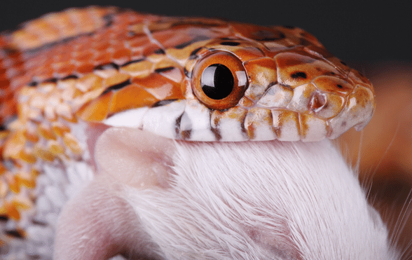 What Do Corn Snakes Eat? Diet Breakdown