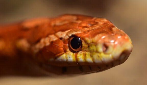 What Do Corn Snakes Eat? Feeding Guide