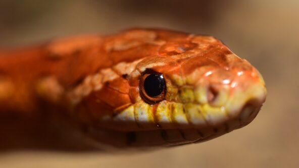 What Do Corn Snakes Eat? Feeding Guide