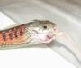 What Do Garter Snake Eat: Complete Diet Guide