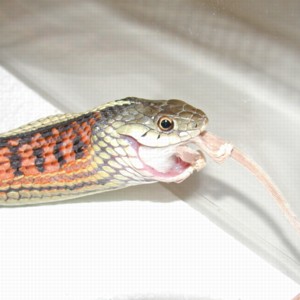 What Do Garter Snake Eat: Complete Diet Guide