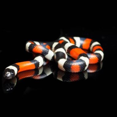 What Do Milk Snake Eat: Complete Diet Guide