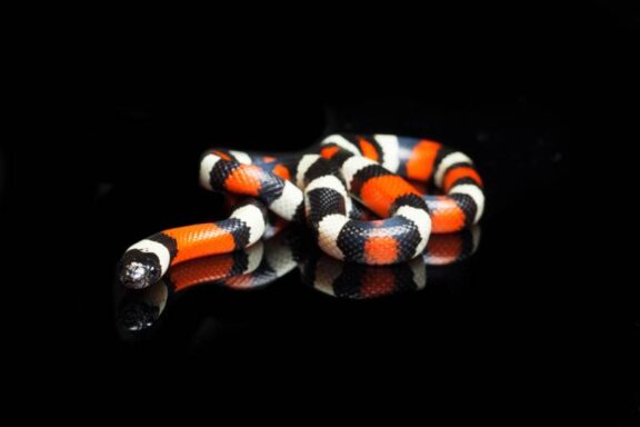 What Do Milk Snake Eat: Complete Diet Guide