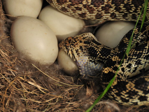 What Does a Gopher Snake Eat? Diet Guide