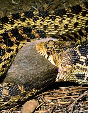 What Does a Gopher Snake Look Like? Visual Guide