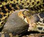 What Does a Gopher Snake Look Like? Visual Guide