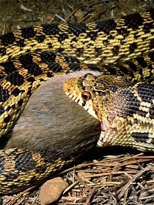 What Does a Gopher Snake Look Like? Visual Guide