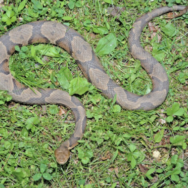 What Eats Copperhead Snakes: Natural Predators Guide