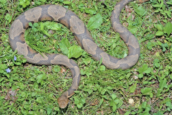 What Eats Copperhead Snakes: Natural Predators Guide